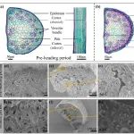 【New Phytologist】风滚植物隐子草：吸湿性茎几何重塑促进植物长距离扩散