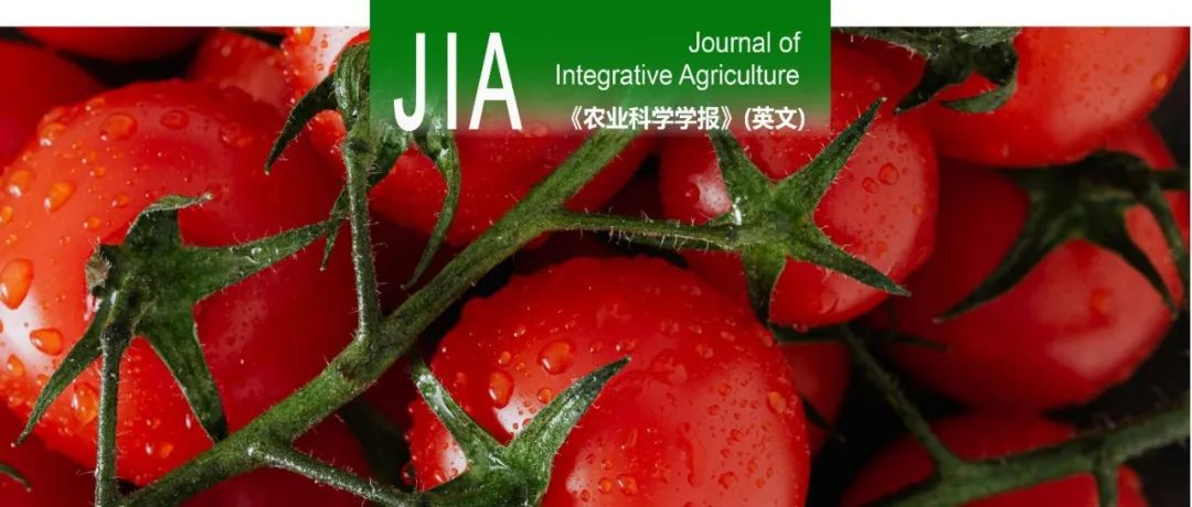 JIA｜华中农业大学番茄课题组鉴定调控番茄可溶性固形物积累转录因子C2H2-71及其调控机制
