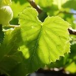 《食品科学》：成都医学院江岩教授等：基于网络药理学探讨桑叶黄酮提取物对糖尿病脑病细胞模型保护作用机制