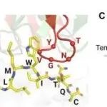 Sci. Adv. | 噬菌体展示技术结合机器学习发现特异性T细胞受体癌症抗原