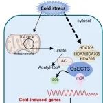 华中农业大学博士和北京大学特聘副研究员，以第一作者身份发表Nature Plants