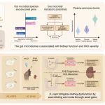 Nat Microbiol | 复旦大学郑琰等团队研究揭示了肠道菌群通过调控循环氨水平影响慢性肾病进展的潜在机制