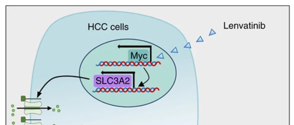 Cancer Res丨厦门大学夏宁邵等团队研究发现SLC3A2介导的癌细胞赖氨酸摄取抑制肝细胞癌中T细胞活性