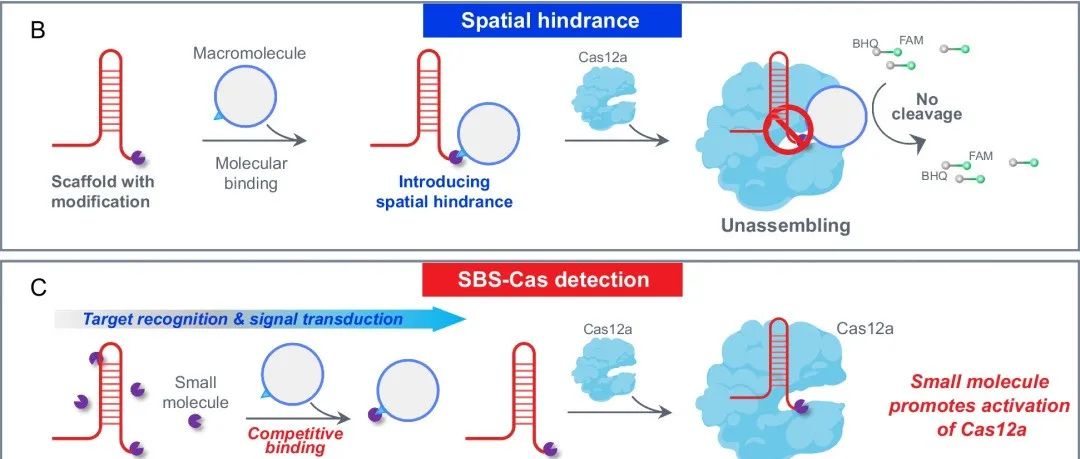Nat. Commun.&#166;空间阻断型CRISPR-Cas12a系统，用于超灵敏、多类型的小分子检测
