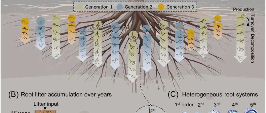Trends in Plant Science | 地理资源所寇亮团队发表关于“根系迭代效应”全新理论范式与量化方法的最新成果