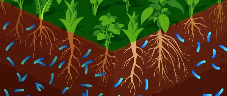 爆发！我国在植物科学领域再获全新技术突破！农大科研团队在Nature/Cell/Nature Genetics连发重要研究成果！