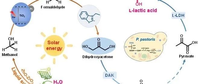 李灿院士团队Artificial Photosynthesis | 利用液态阳光甲醇化学生物途径合成L-乳酸