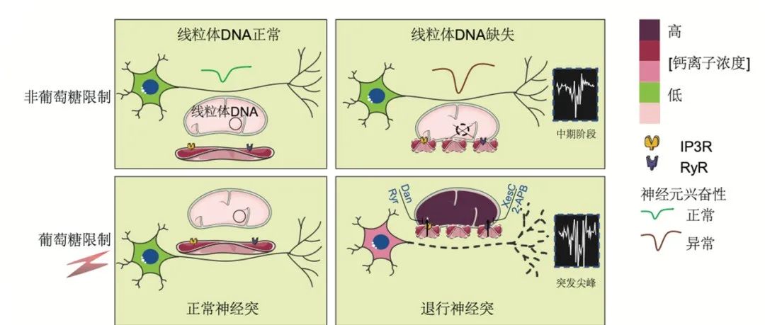Molecular Psychiatry | 广州健康院刘兴国发现热量限制可诱发线粒体 DNA 缺失的神经退行
