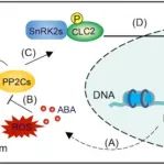 Sci Adv | 华南师范大学阳成伟教授课题组发现脱落酸通过调控网格蛋白轻链2增强植物DNA损伤应答