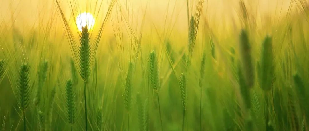 刚刚，中国农学会公示2025年度国家科学技术奖拟提名项目，多名植物科学领域学者入选