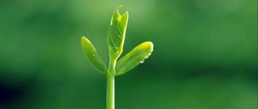 太离谱！农大知名课题组再发Nature！助力植物科学领域再创新高度！