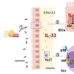 Hepatology丨华中科技大学王晓晶/宁琴研究揭示了肠道IL-33在MASLD中的新机制
