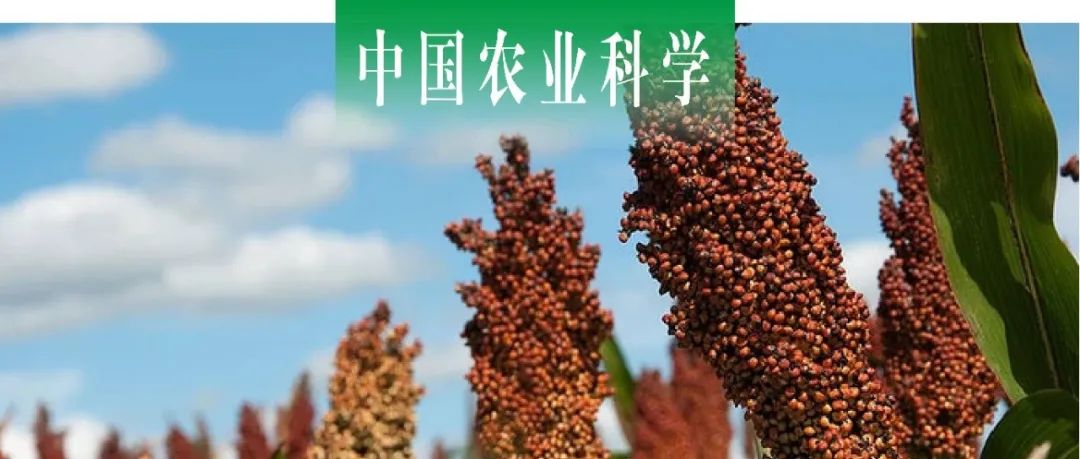 中国农业科学｜吉林省农科院联合中国农科院作科所综述中国粒用杂交高粱的绿色革命