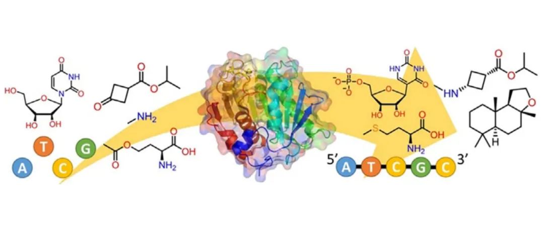 综述|生物催化应用：从抗癌药到DNA/RNA合成