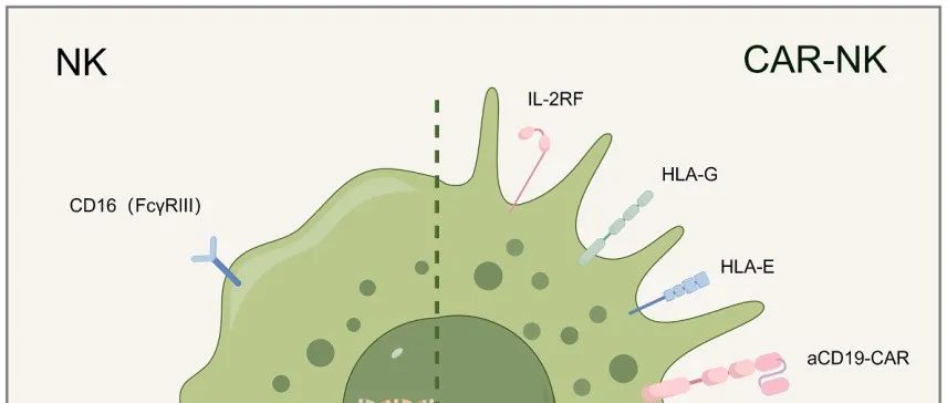 全球首例！海军军医大学徐沪济团队最新Cell
