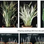中国农业大学Nature Plants+1！在六倍体小麦中实现无需遗传转化和组培的可遗传基因编辑