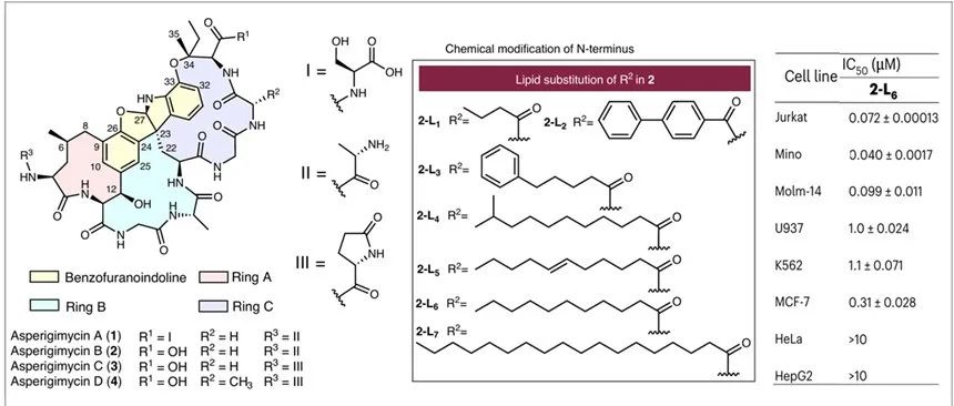 阅读 Nat Chem Bio丨真菌七环核糖体肽Asperigimycins的改造与抗癌活性研究