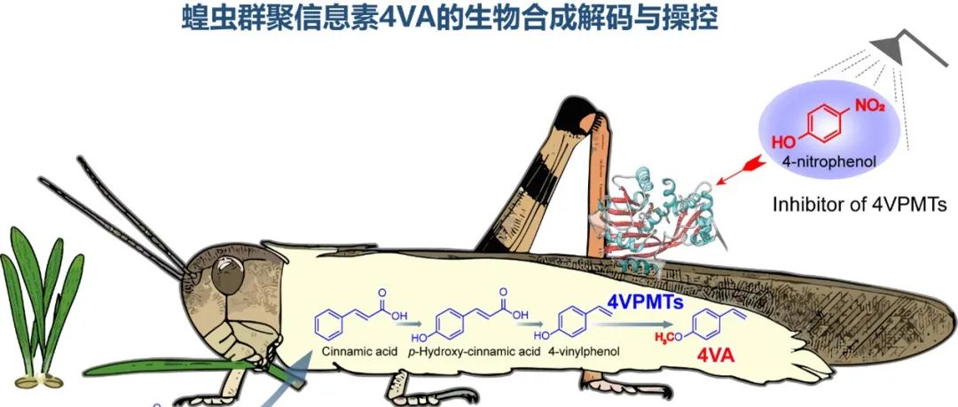 雷晓光团队与合作者首次解析蝗虫聚集信息素生物合成通路