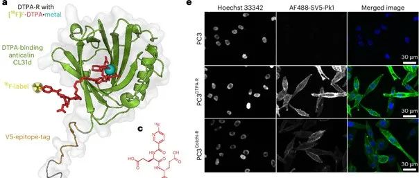 【Nature Biomedical Engineering】可量化PET成像体内追踪CAR-T细胞与AAV基因转导过程
