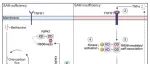 Cell Metabolism | 重庆医科大学/华中科技大学顾劲扬团队合作发现细胞感知一碳代谢抑制细胞死亡的分子机制