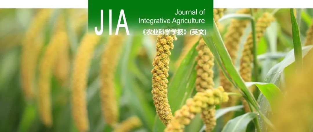 JIA | SiDWARF4编码谷子赤霉素生物合成和形态发生所必需的古巴焦磷酸合成酶