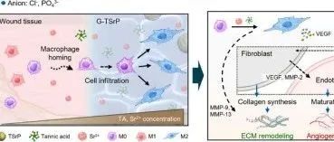 《Bioactive Materials》：如何利用GelMA多功能复合水凝胶促进血管生成和伤口愈合？