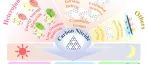 湖南农业大学邓垚成、黄颖J. Photochem. Photobiol. C综述：氮化碳在暗光催化的构建、反应机理及环境中的应用