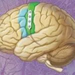 人脑类器官技术及其在阿尔茨海默病中的应用研究进展