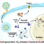 JACS：自生成单线态氧（1O2）启动的核DNA化学修饰用于对抗肿瘤耐药