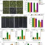 华南师范大学高彩吉团队在植物科学一区Top期刊（IF5y:10.5）发表研究成果