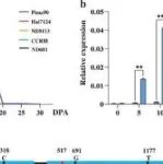 Adv Sci丨河北农业大学王省芬等研究发现GbSER02与GhVOZ1相互作用，通过调节棉花赤霉素合成促进纤维伸长