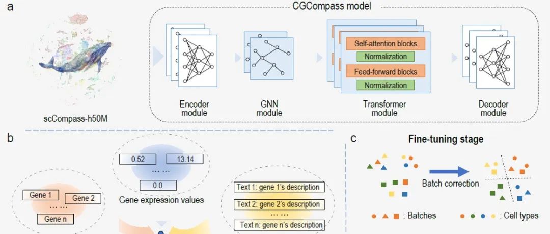 NSR | CGCompass：基于图结构与知识驱动的单细胞基础大模型