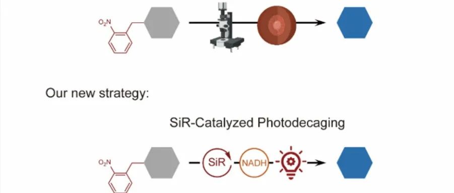 JACS &#166;硅罗丹明催化的近红外光诱导的邻硝基苄基脱笼在体内外的应用