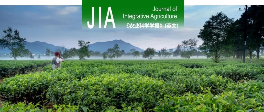 JIA｜中国农科院茶叶所茶树解析茶树炭疽病抗性的遗传机制
