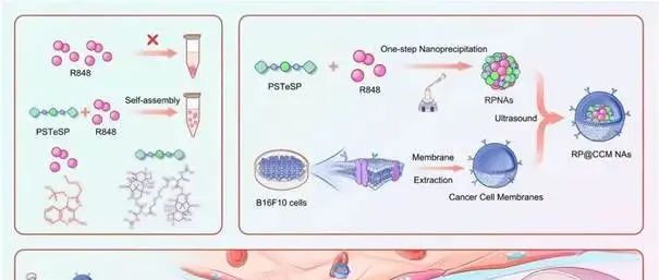 【ACS Nano】癌细胞膜包被的无载体前药纳米系统实现化疗-免疫治疗联治