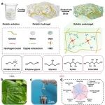 UCLA贺曦敏/燕山大学秦志辉、焦体峰 Adv. Mater.: 具有优异机械性能和耐久性的完全可降解蛋白质凝胶-氢键供体的调控