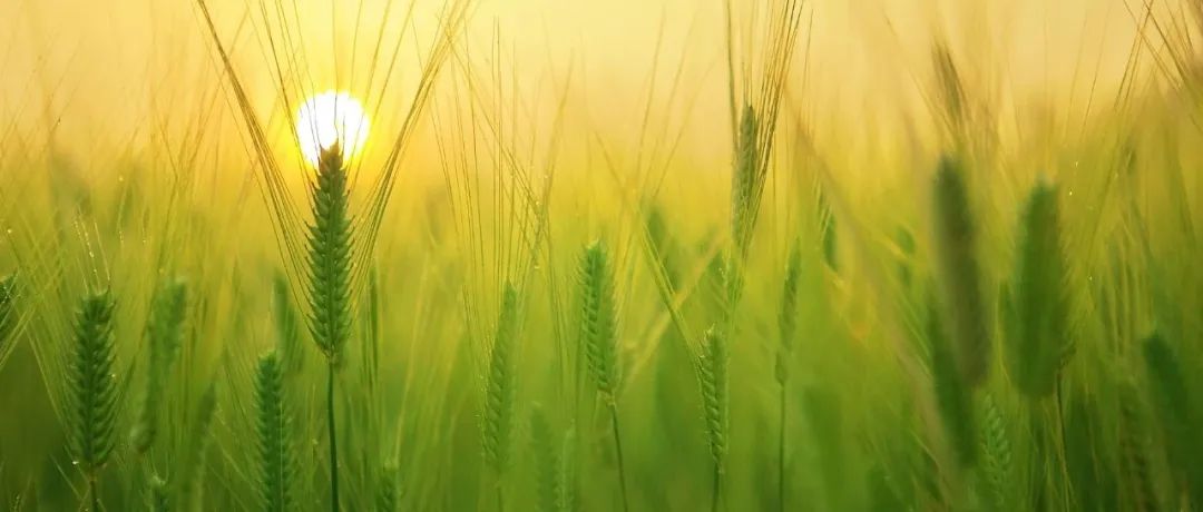 继Cell后，中国农业大学杨淑华教授团队再发Nature Plants！