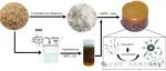 文献速递|内蒙古农业大学张晓涛教授MICROCHEM J：荧光碳点交联沙柳微晶纤维素互穿水凝胶体系用于Fe(III)的检测及吸附