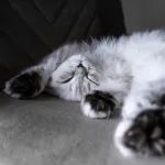 24小时热门｜看过400多个高清沉浸式猫猫睡觉视频后，他们发现猫猫爱朝左睡｜《自然》发现男性癌症加速恶化的隐形推手
