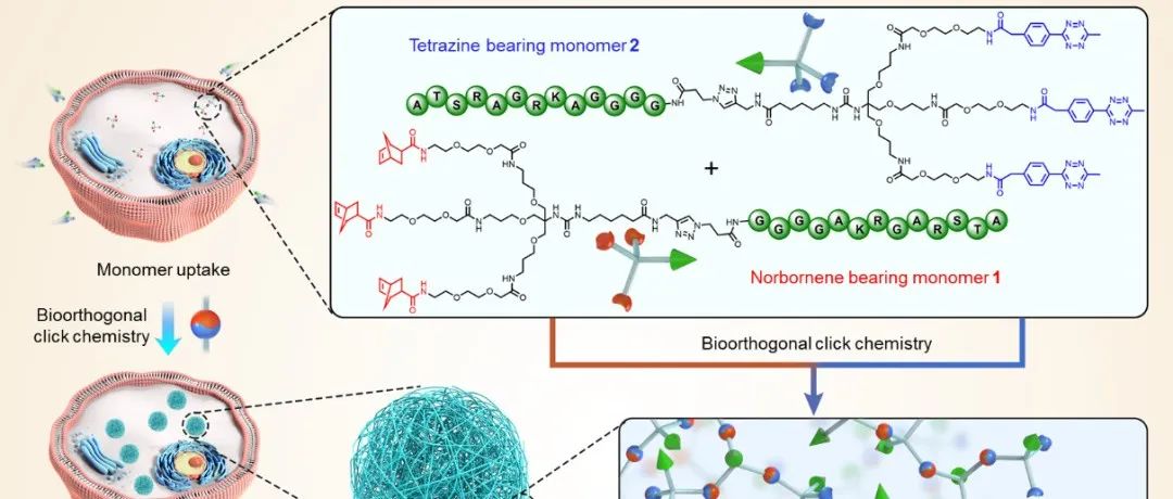 河南大学张一川教授 JACS：细胞内原位合成多功能聚合物人工细胞器