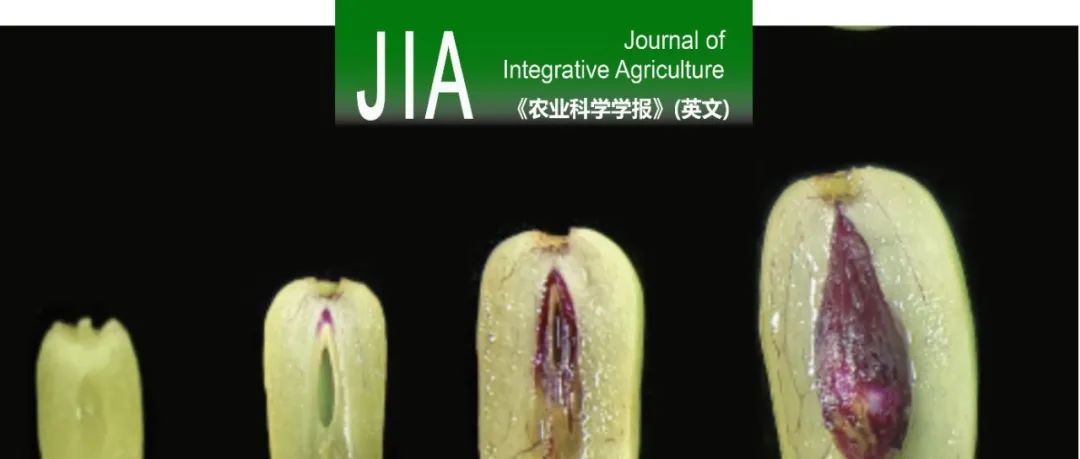 JIA｜河北农大刘孟军教授团队揭示基于转录组分析的木质素积累在枣树果核发育和果皮硬化调控中的分子机制