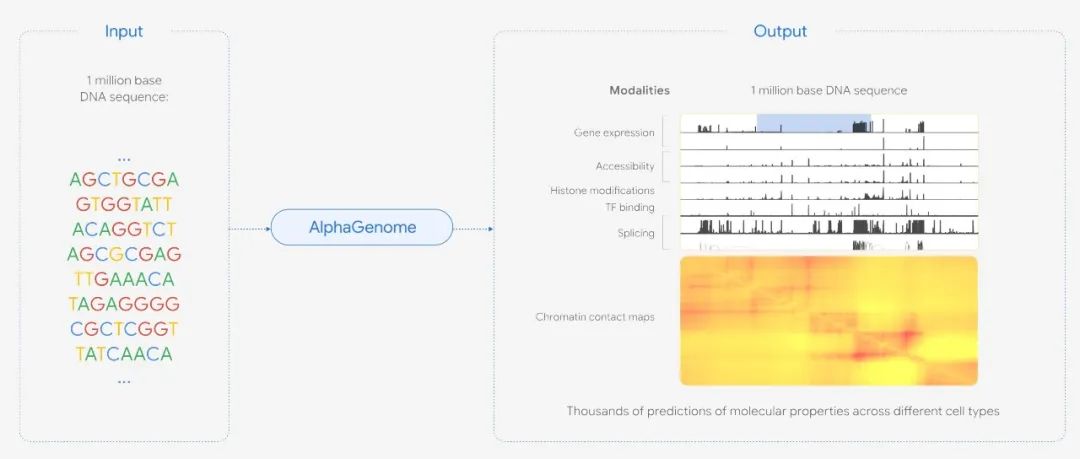DeepMind推出AlphaGenome：用于更好理解基因组的人工智能