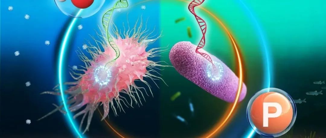 【视点】北京航空航天大学冯伟莹：微生物群落与环境因子对湖泊冰-水体-沉积物中DOM组成结构协同影响机制