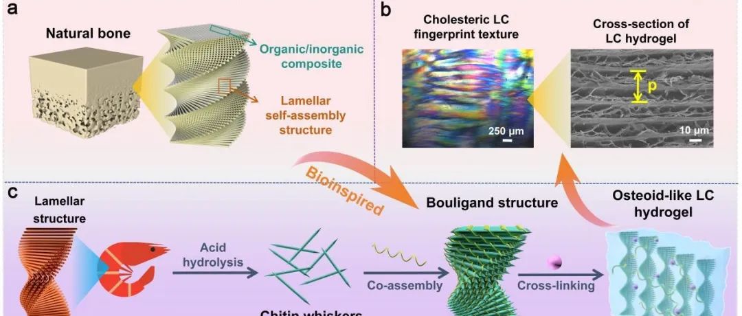 暨南大学罗丙红团队 Carbohyd. Polym.：具类Bouligand结构液晶模板实现水凝胶内部矿化