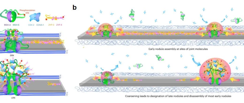 Nat Cell Biol | 中国科学技术大学姚雪彪团队揭示减数分裂交叉重组排布规律的形成机制