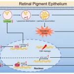 厦门大学吴亚林教授团队《Redox Biology》：揭示干性年龄相关性黄斑变性新疗法