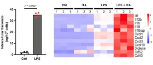 Cell Metab. | 衣康酸促进组织驻留肺泡巨噬细胞的炎症反应并加剧急性肺损伤