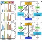 华南植物园揭示森林恢复过程中微生物功能与有机碳分子复杂性的关联机制