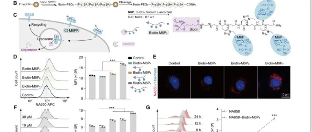 JACS|多孔多糖微针介导肽LYTAC靶向降解CD47及增强肿瘤免疫治疗