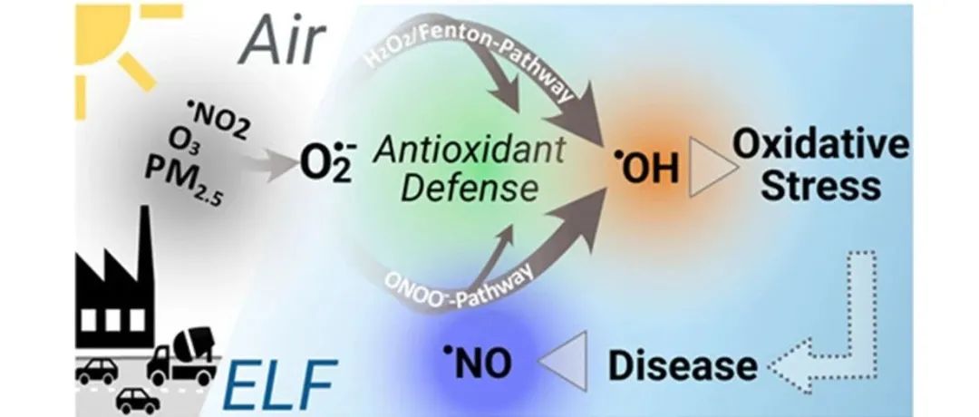 内源性NO加剧空气污染物诱导的氧化应激 | Environ. Sci. Technol.